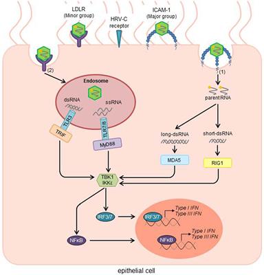 The Unresolved Role of Interferon-λ in Asthma Bronchiale